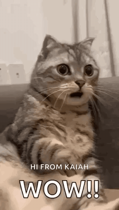 Cat On Couch With Mouth Open GIF