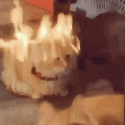 Cat On Flames Calm Sitting GIF