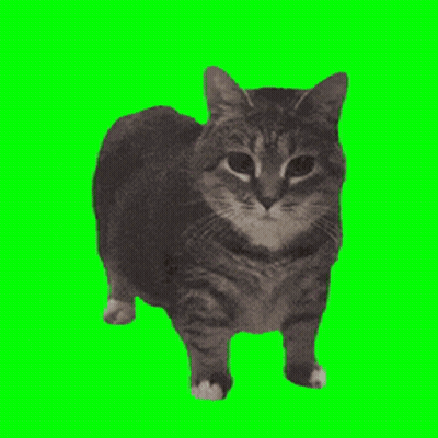 Cat On Green Background GIF
