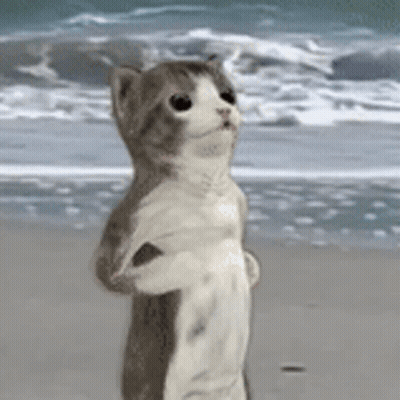 Cat On Hind Legs At Beach Looking At Ocean GIF