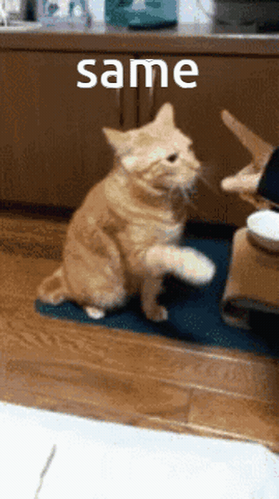 Cat On Hind Legs At Table Saying Same GIF