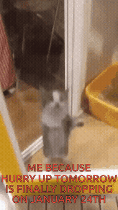 Cat On Hind Legs By Yellow Litter Box GIF
