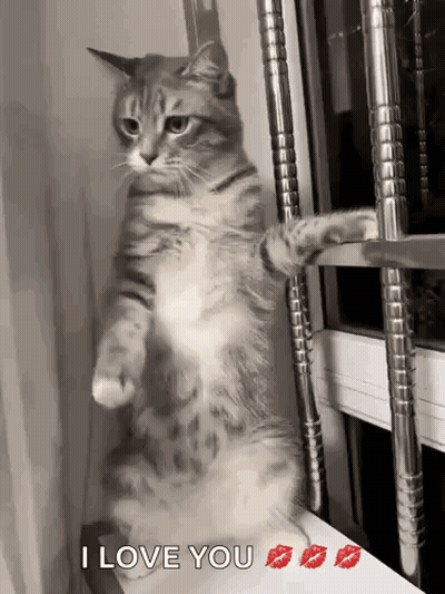 Cat On Hind Legs Saying I Love You GIF