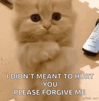 Cat On Hind Legs With Paws Crossed And Remote Control GIF