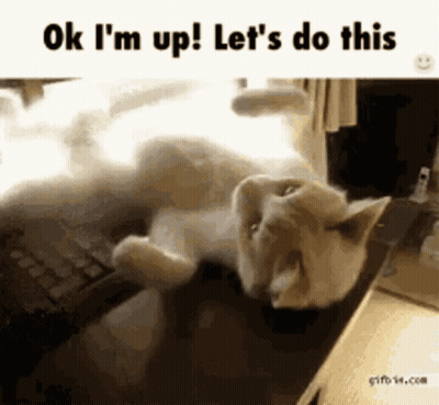 Cat On Keyboard Saying OK I'm Up Let's Do This GIF