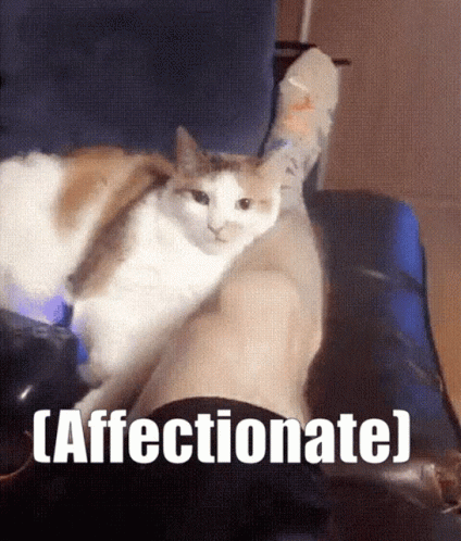 Cat On Lap Saying Affectionate GIF