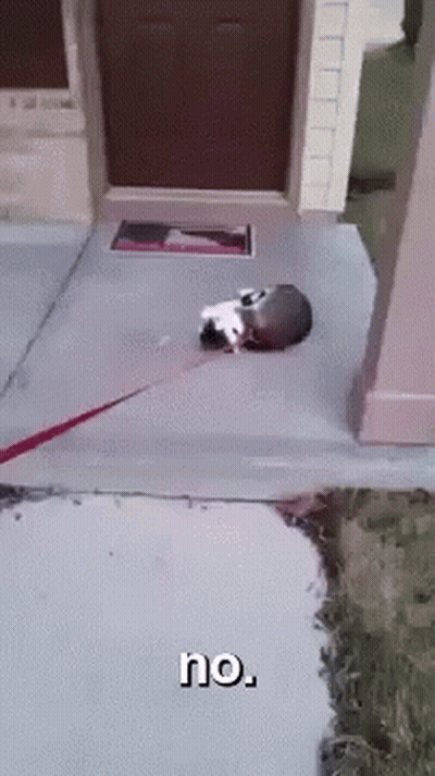 Cat On Leash Laying On Sidewalk Saying No GIF
