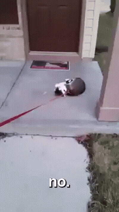 Cat On Leash Laying On Sidewalk Saying No GIF