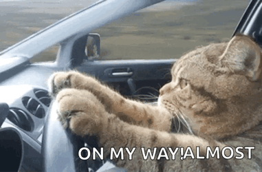 Cat On My Way Car Meme GIF