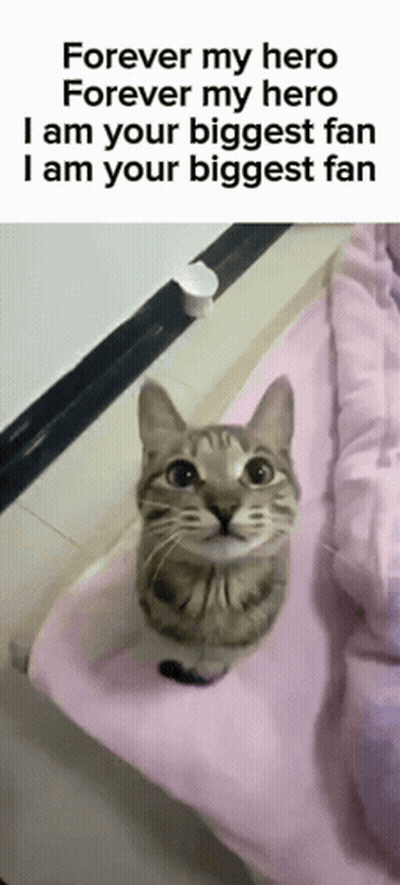 Cat On Pink Blanket Forever My Hero I Am Your Biggest Fan GIF