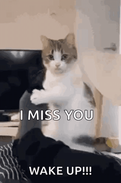 Cat On Shoulder Saying I Miss You Wake Up GIF
