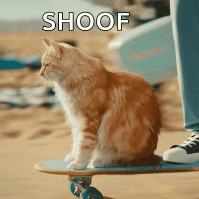 Cat On Skateboard Saying Shoof GIF