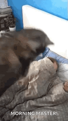 Cat On Sleeping Person In Bed GIF