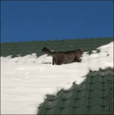 Cat On Snowy Roof Lunchbox.net GIF