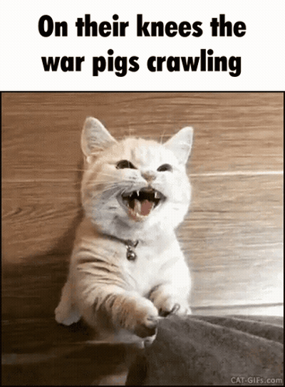 Cat On Their Knees The War Pigs Crawling GIF