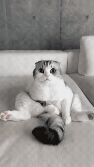 Cat On White Couch With Legs Crossed GIF