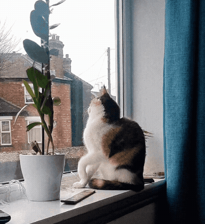 Cat On Window Sill Looking Out GIF