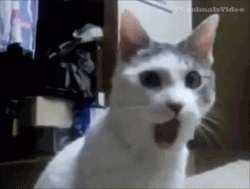 Cat Open Mouth Shocked Face GIF
