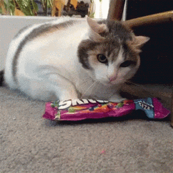 Cat Own Skittles Candy GIF