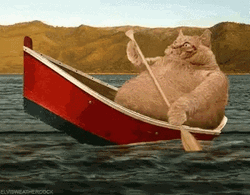 Cat Paddling Boat GIF