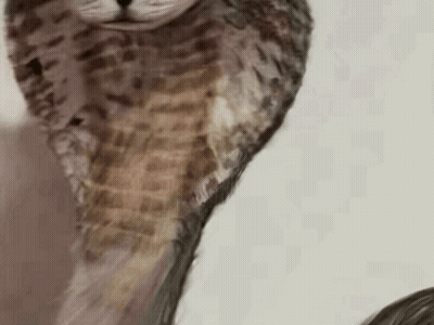 Cat Painting With Bird Head GIF