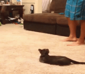 Cat Panic Attack In Spider Jumpscare GIF