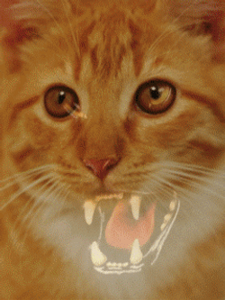 Cat Panther Animated GIF