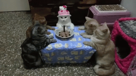 Cat Party Birthday Friends Praying GIF