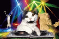 Cat Party DJ Dancing GIF