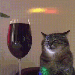 Cat Party Drunk Cat Red Wine GIF