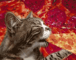 Cat Party Eating Pizza Yum GIF