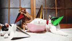 Cat Party Ginger Hat  GIF