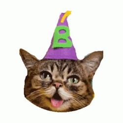 Cat Party Hat Head Funny GIF
