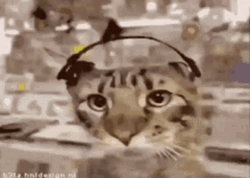 Cat Party Headphone Vibing GIF