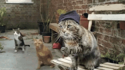Cat Party Music Band  GIF