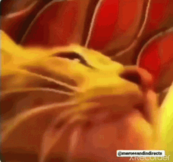 Cat Partying Flashing Lights GIF