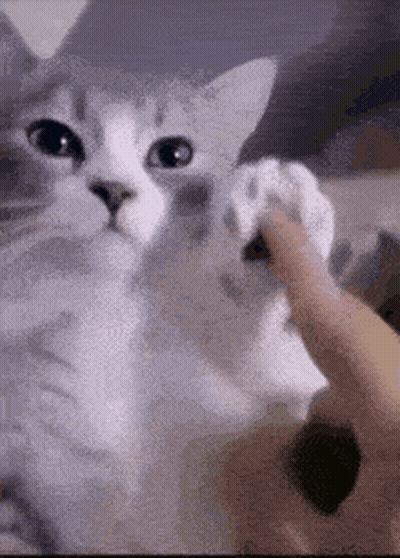 Cat Paw Touched By Person GIF