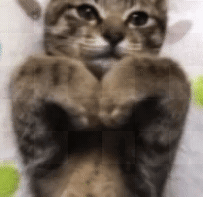 Cat Paws Making Heart Shape GIF