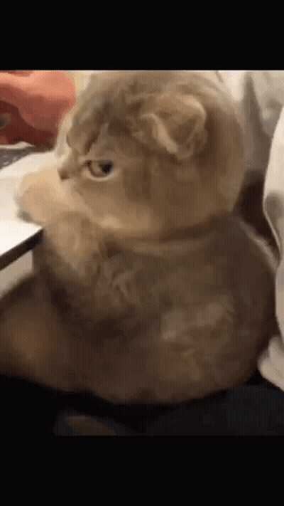 Cat Paws On Laptop On Bed GIF