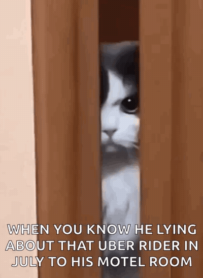 Cat Peeking Behind Curtain When You Know He Lying About Uber Rider GIF