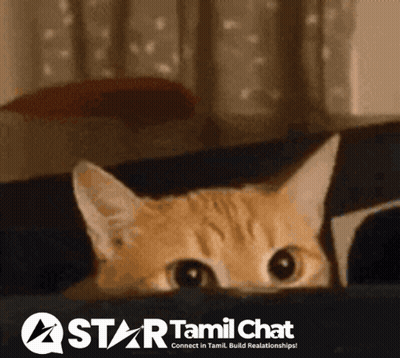Cat Peeking Behind Star Tamil Chat Ad GIF