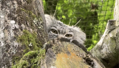 Cat Peeking Behind Tree Trunk GIF