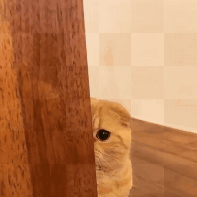 Cat Peeking Behind Wooden Wall GIF