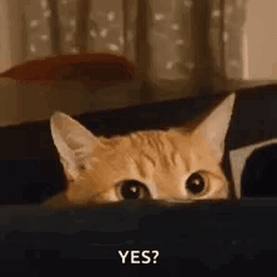 Cat Peeking From Behind Box Asking Question GIF