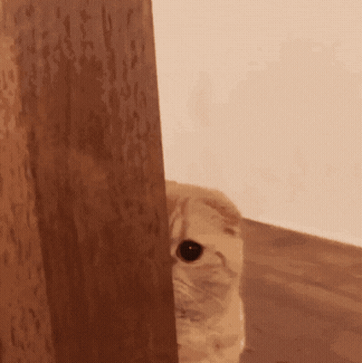 Cat Peeking From Behind Door GIF