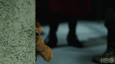 Cat Peeking From Behind Wall With HBO GIF