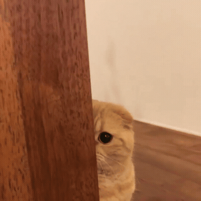 Cat Peeking From Behind Wooden Wall GIF