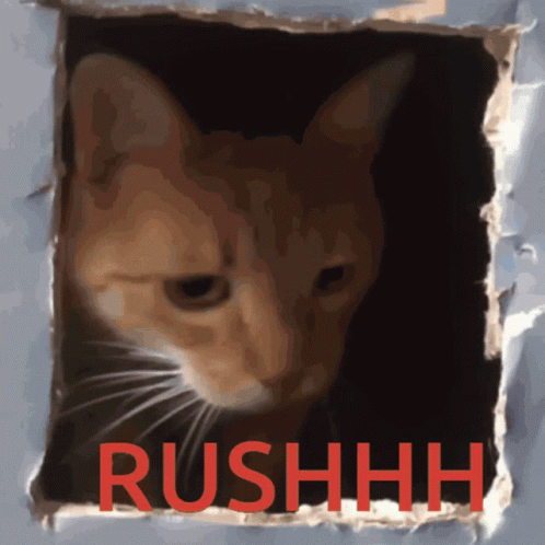 Cat Peeking From Hole With Red Rushhh GIF
