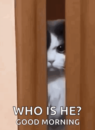 Cat Peeking Out Of Wooden Door Asking Who Is Good Morning GIF