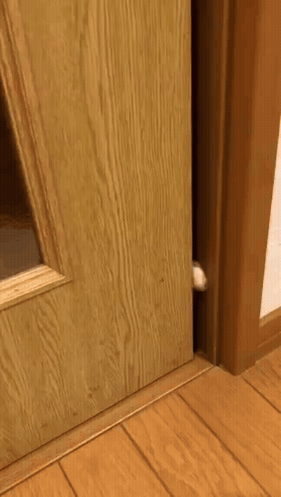 Cat Peeking Out Of Wooden Door GIF